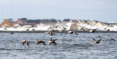 BB 12 0455 / Somateria spectabilis / Praktærfugl